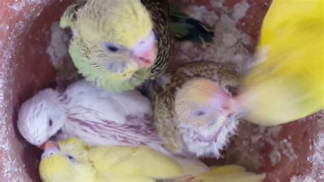 Budgie Babies Growth Stages Day 24 New Born Budgie Chicks And