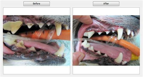Dentistry Aurora Veterinary Clinic