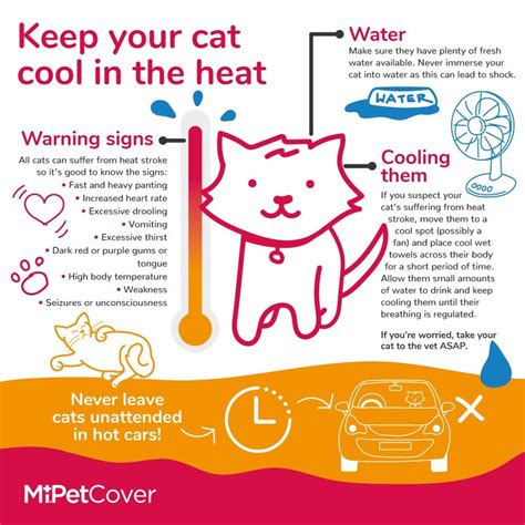 Cooling Your Cat During Hot Weather Tips And Tricks Hot Sex Picture