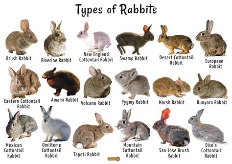 Rabbit Species Pet Bunny