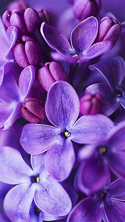 Wallpaper Iphone Spring 자주색 꽃 라일락 아름다운 꽃