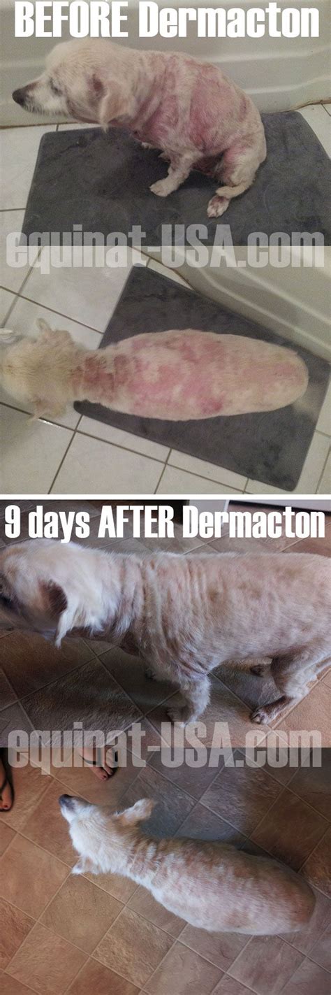 126 Best Natural Treatment Canine Dermatitis Images On