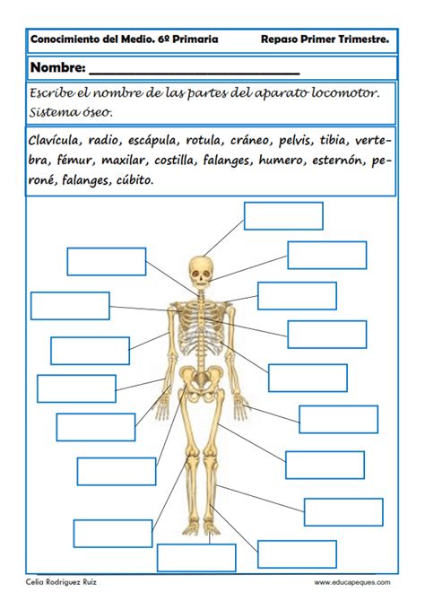 Fichas De Conocimiento Del Medio Para Sexto Primaria Fichas Porn Sex