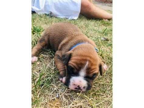 They're the best dogs for kids. 5 males and 4 females purebred boxer puppies available in ...