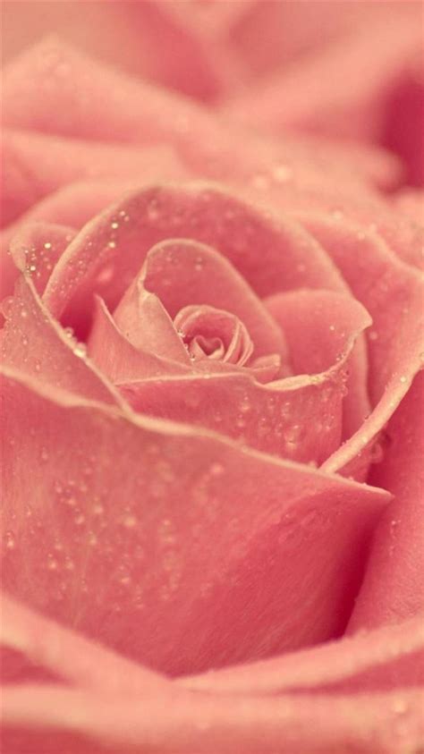 Macro Pink Rose Dew Iphone 8 Wallpapers Free Download