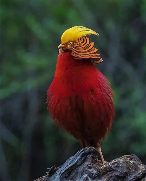 🔥 Golden Pheasant By Jed Weingarten R Natureisfuckinglit