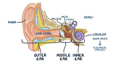 Auditory Ossicles What Are They Location Function And More Osmosis