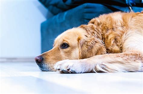 5 Signs Your Dog Is Depressed And How Can You Help This Dogs Life