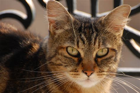 Filedomestic Shorthaired Cat Face Wikimedia Commons