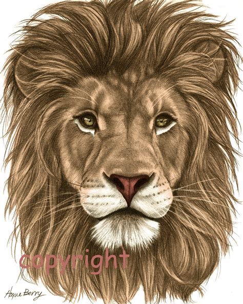 18+ lion pencil drawing free sketch designs | creative. Lion Pencil Drawing Colored 8x10 Fine Art Print by ...
