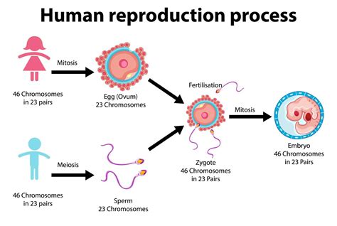 Diagram Showing Human Reproduction Process Stock Vector Illustration Riset