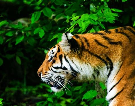 Premium Photo Beautiful Amur Tiger Portrait