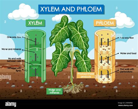 Diagram Showing Xylem And Phloem Plant Illustration Stock Vector Image