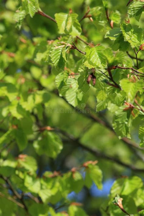 Foliage Of Beech Tree In Spring Stock Image Image Of Spring Forester