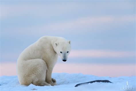 Polar Bear Ursus Maritimus Sitting Looks At The Camera In Soft Pink