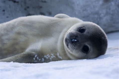 Weddell Seals Have Big Brained Pups Smithsonian Insider