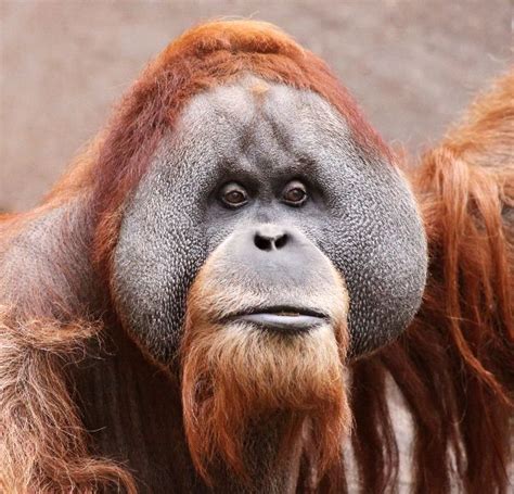 Male Borneo Orangutan Face Orangutan Facts And Information