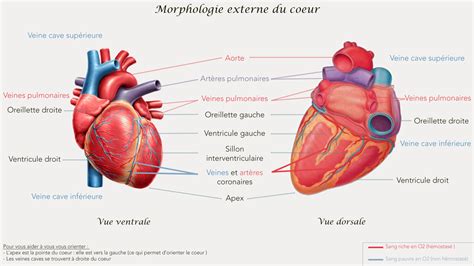 Le C Ur Morphologie Et Fonctionnement Fantabio