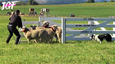 Sheep Dog Trial National Finals Youtube