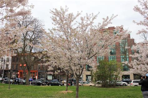 Toronto Cherry Blossoms Toronto Vacation Toronto Travel Cherry