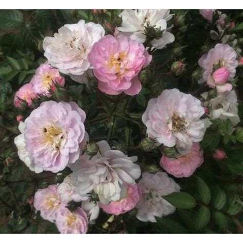 Rose Perennial Blush Cl132