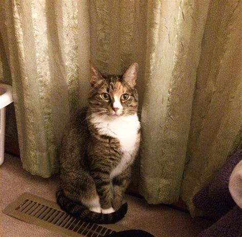 So, what does a cat's tail do when twitching curiosity: 5 Things I Love About Cats' Tails - Catster