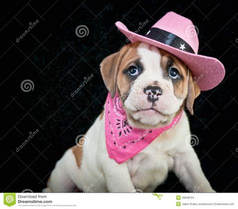 Cowgirl Bulldog Puppy Stock Photo Image 43948104