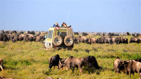 14days Kenya Game Adventure And Tanzania Wildlife Safari Trails Of