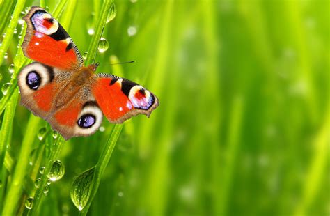 Spring Butterfly Wallpapers Top Free Spring Butterfly Backgrounds
