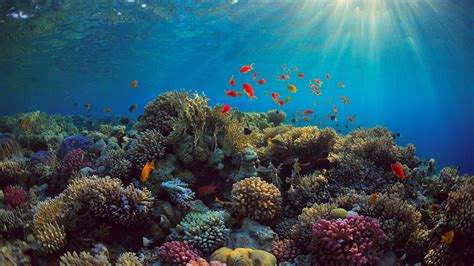 Foto Lichtstrahl Fische Unterwasserwelt Koralle Natur 2560x1440