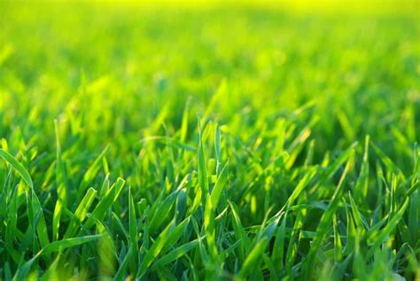 What Is The Easiest Grass To Grow In South Carolina Obsessed Lawn