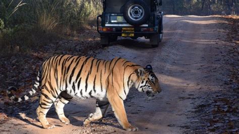 Bandhavgarh National Park A Complete Travel Guide Wildlifezones