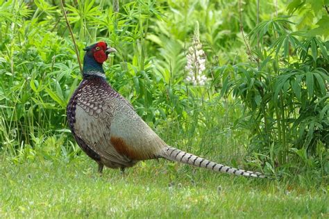 6 Types Of Pheasants With Pictures Pet Keen