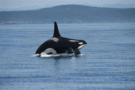 Southern Resident Killer Whales Not Getting Enough To Eat Since 2018