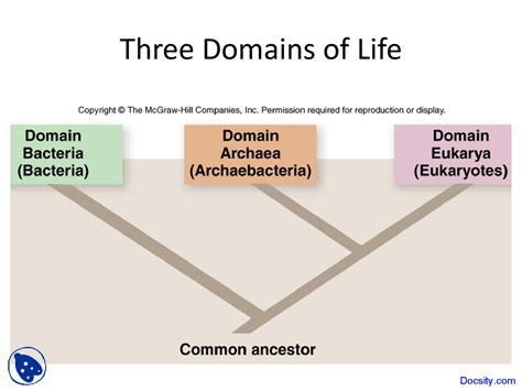 Three Domains Of Life Marine Biology Lecture Slides Docsity