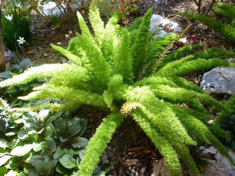 Foxtail Fern The Pros And Cons Of Planting This Variety Of Fern
