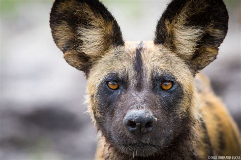 African Wild Dog Will Burrard Lucas