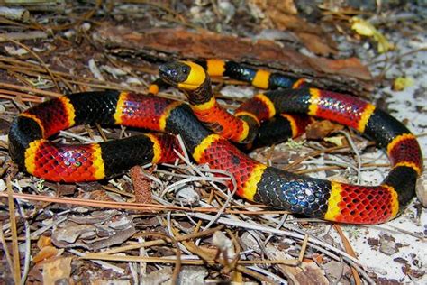 World S Top Most Beautiful Snakes Ever With Details