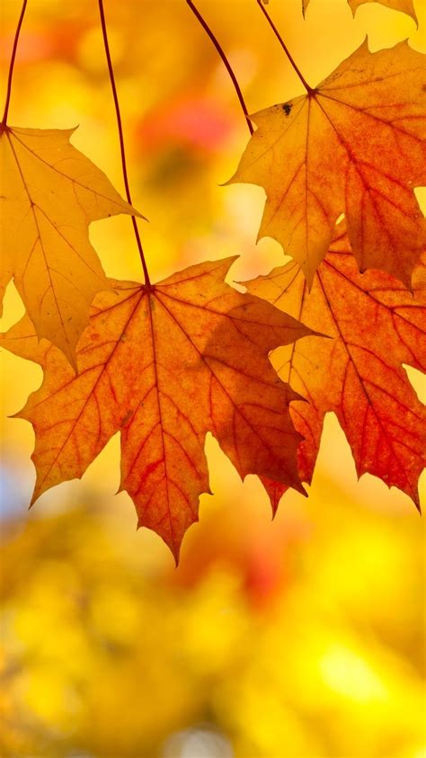 Fall Leaves Wallpapers Top Free Fall Leaves Backgrounds Wallpaperaccess