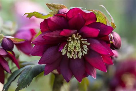 How To Grow And Care For Hellebores