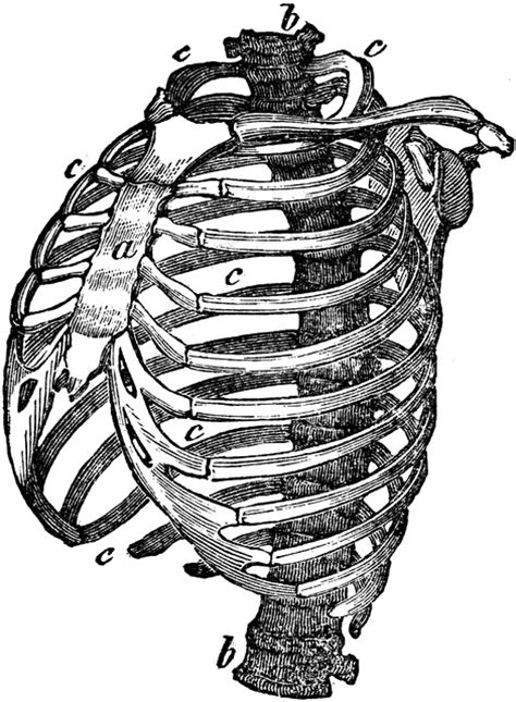 The Human Chest Diagram