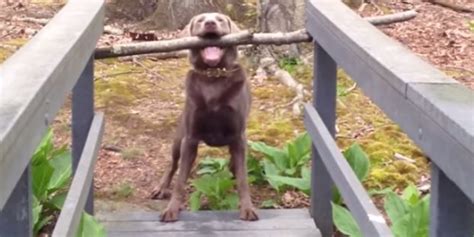 Dog With Big Stick On Narrow Bridge Teaches Us The Meaning Of Trying