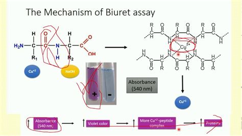 Lowry Protein Assay Biuret Testbradford Protein Assay
