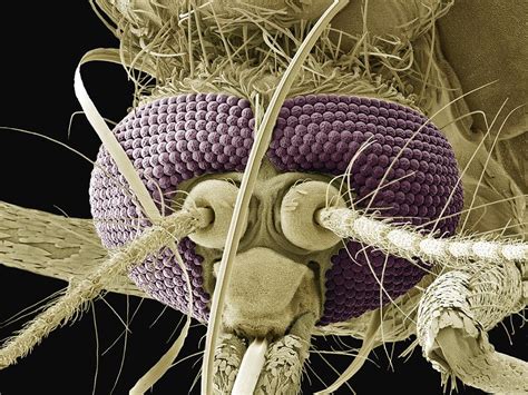 Mosquito Head Sem Photograph By Steve Gschmeissner Fine Art America