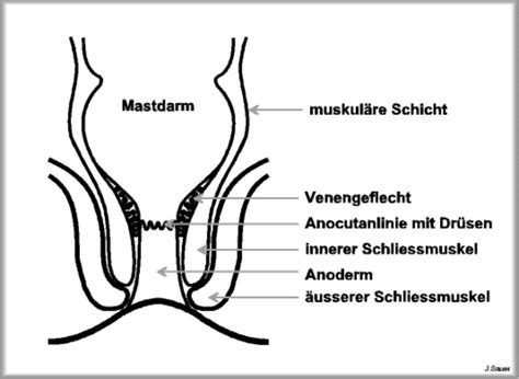 Anatomie