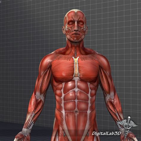 Collection Human Male And Female Muscular System 3d Model In Anatomy Images