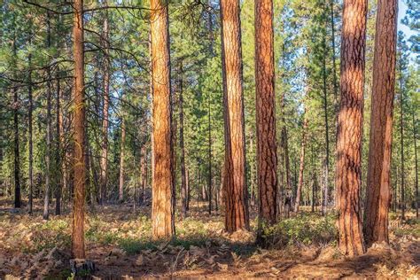 Ponderosa Pine Forest Visit Oregon