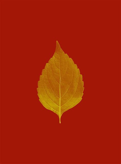 Leaf Veins Macro Plant Red Autumn Hd Phone Wallpaper Peakpx