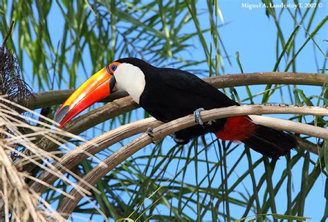 Toco Toucan Ramphastos Toco Iguazu Falls Misiones Arge Flickr