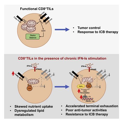 An Unexpected T Cell Exhaustion Factor Driving Cancer Immunotherapy Resistance